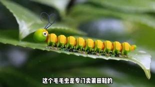 娱乐吃瓜酱毛毛虫,揭秘娱乐圈那些不为人知的幕后故事